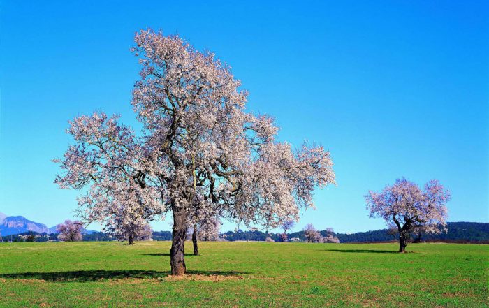 almond blossom Pla de Mallorca