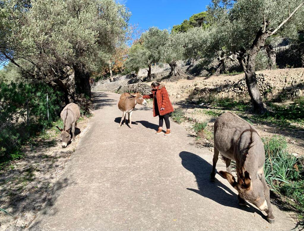 consell de mallorca guadeix l'illa