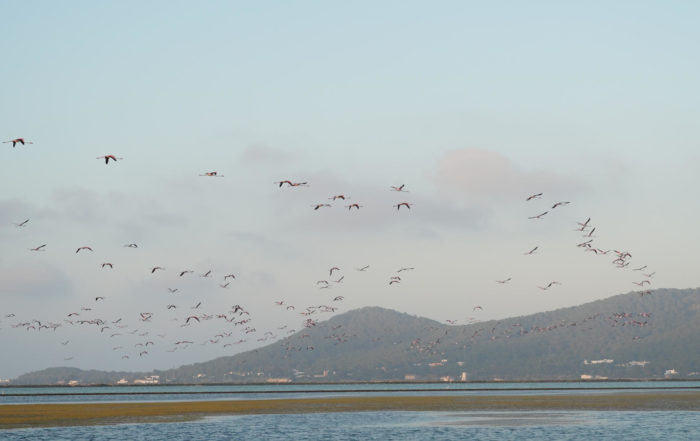 Flamencos en parque natural Ses Salines Formentera e Ibiza