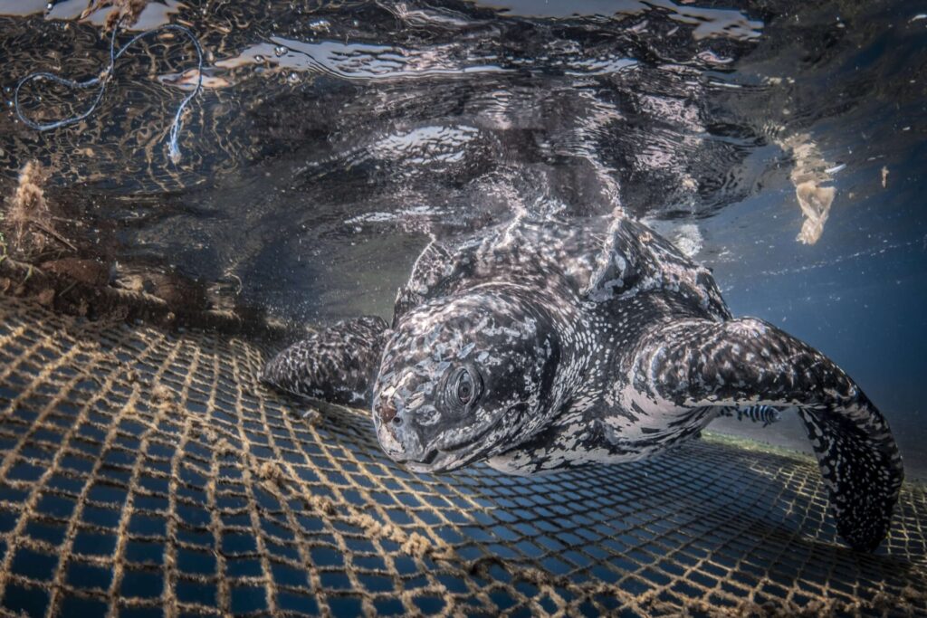 La tortuga gigante que visita nuestro mar. Rafael Fernandez Caballero. Primer premio. Mención de Honor Mensaje de Conservación
