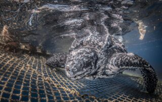 La tortuga gigante que visita nuestro mar. Rafael Fernandez Caballero. Primer premio. Mención de Honor Mensaje de Conservación