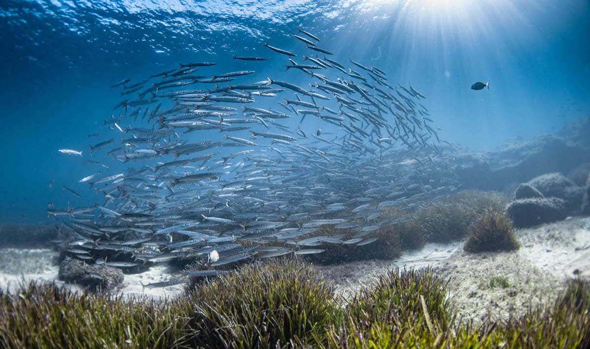 Peces_Iñigo San Felix