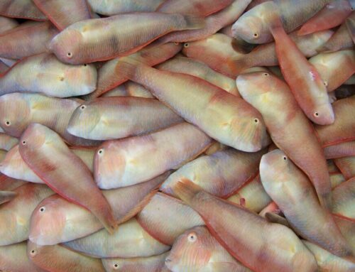 Raor fishing season in the Balearic Islands to run until 31 March 2027