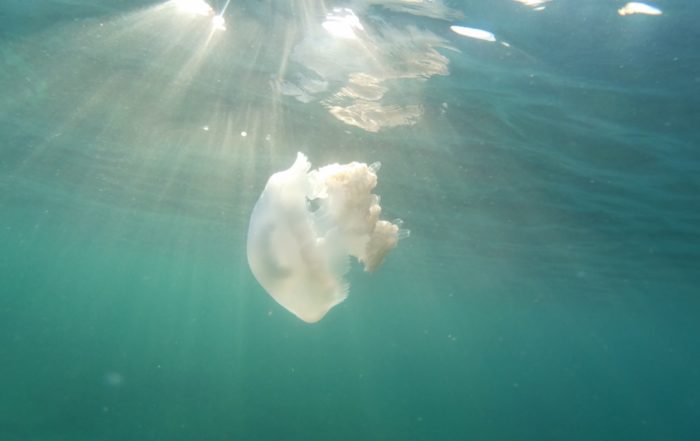 Rhizostoma Luteum medusa gigante Mallorca