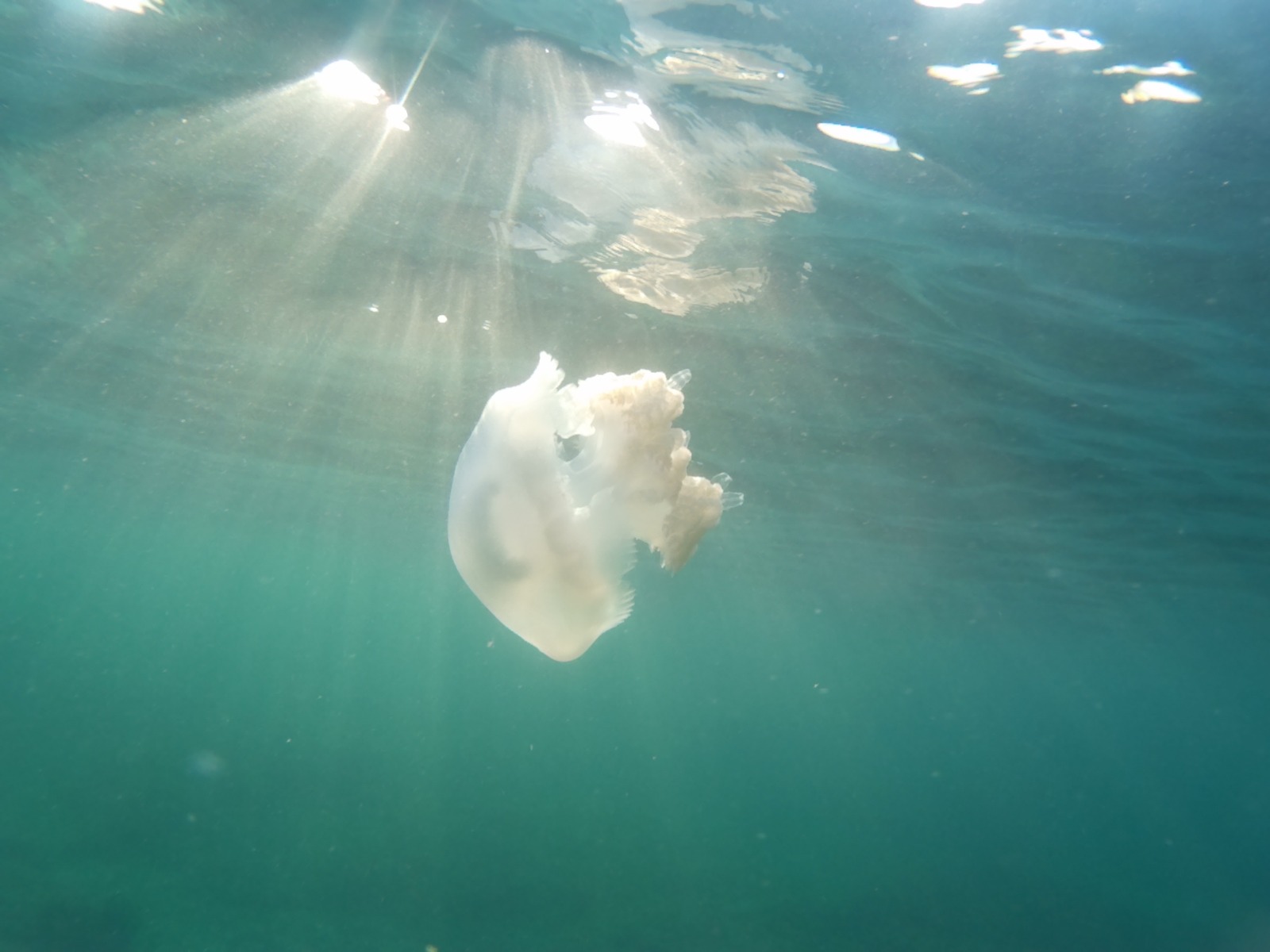 Rhizostoma Luteum medusa gigante Mallorca