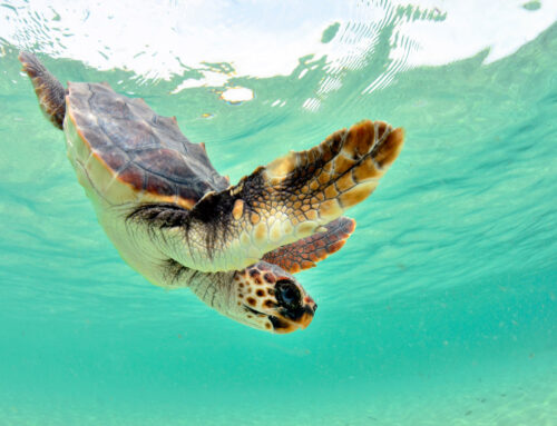 ¿Cómo actuar si se avista un nido de tortugas en Mallorca?