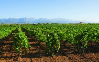 denominaciones de origen vinos de mallorca