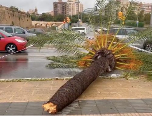 Caos en Mallorca por el temporal de lluvia y viento