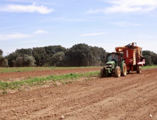 El sector agrario de Mallorca podría reducir un 16% sus emisiones en cinco años