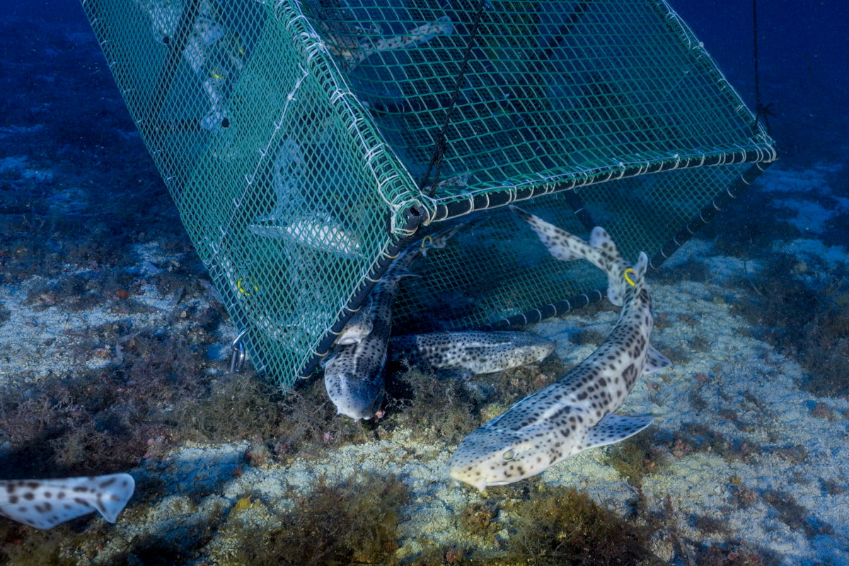 alitanes en mallorca