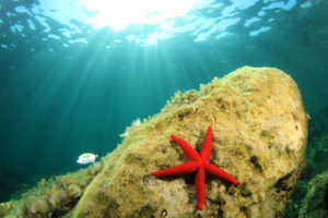 estrella de mar mallorca