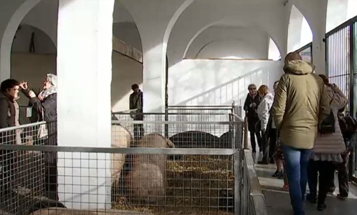 mostra mantances sineu 2022