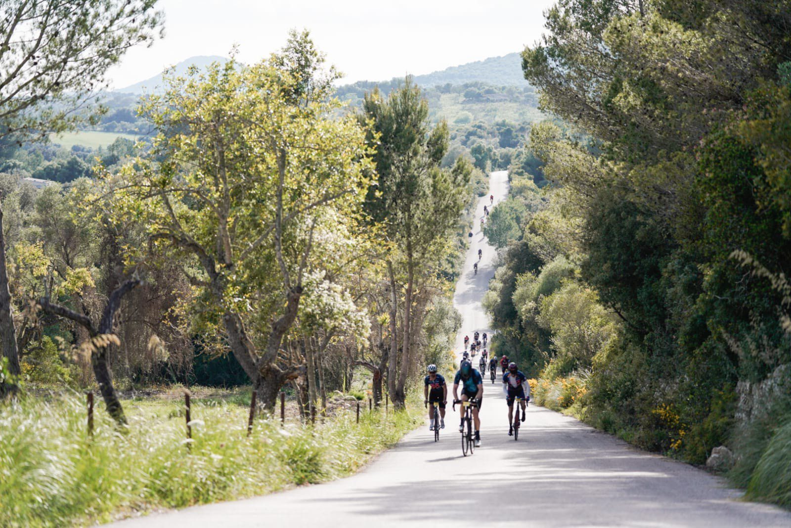 Mallorca 312.com