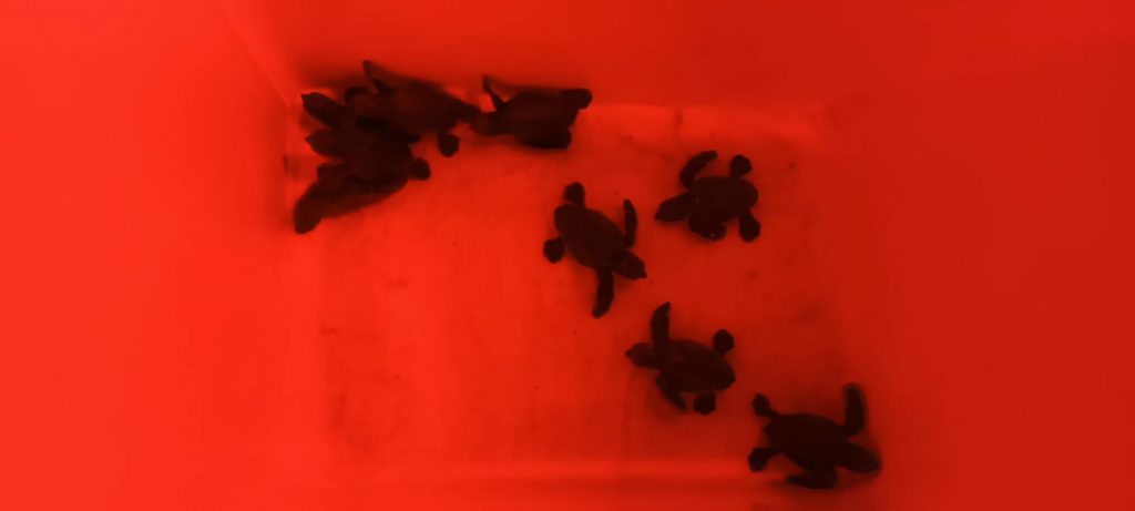 nacimiento tortugas mallorca