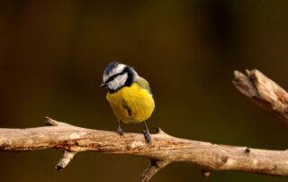 pajaros islas baleares