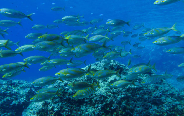 reservas marinas en mallorca peces