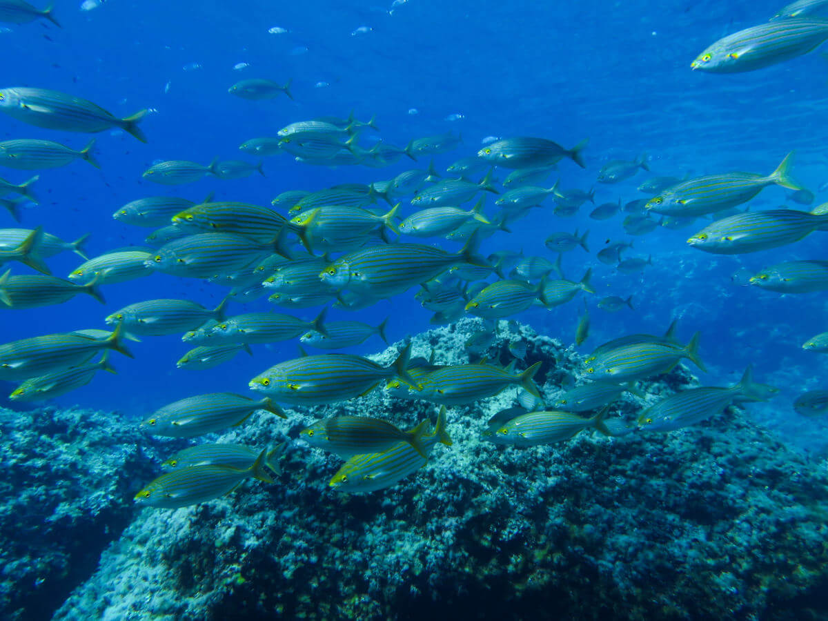 reservas marinas en mallorca peces