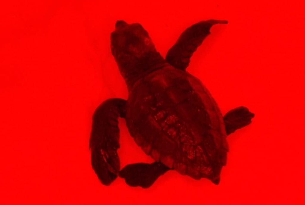 tortuga marina nacimiento en mallorca