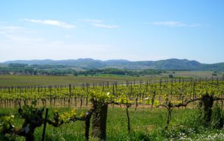 vinos denominación origen en Mallorca